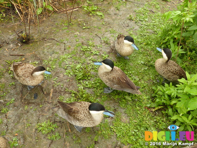 FZ029827 Blue billed ducks